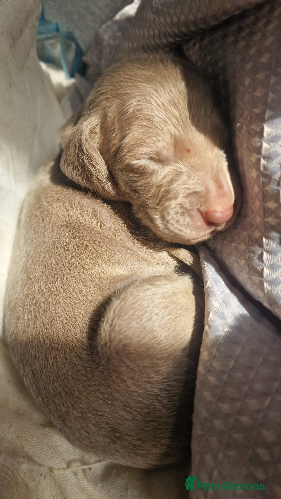 Weimaraner dogs for sale: Weimaraner Puppies Looking for Their Forver Home🐾 in Shrewsbury - Advert 19