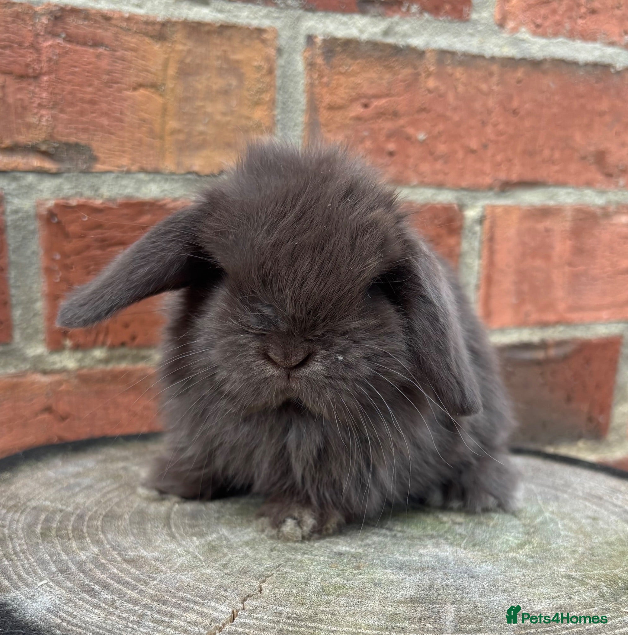 Mini Lop rabbits Pedigreed pure bred mini lops  - Advert 7