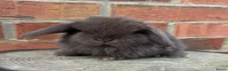 Mini Lop rabbits for sale: Pedigreed pure bred mini lops  - Advert 36