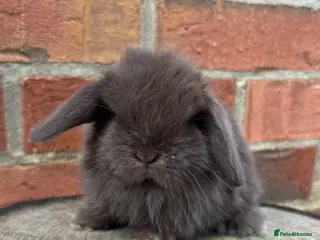 Mini Lop rabbits Pedigreed pure bred mini lops - Advert 3