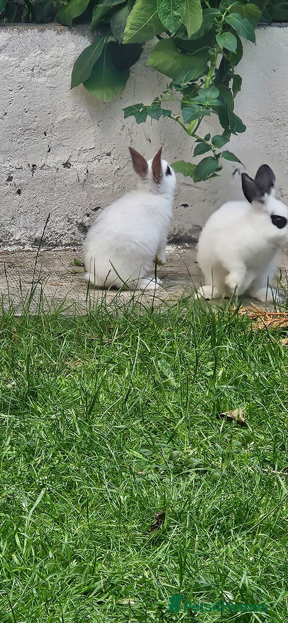 Mixed Breed rabbits They are mix rex and Dutch  - Advert 1