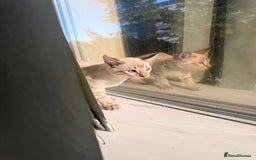 Bengal cats for sale: Blue Eyed Snow Lynx Kittens  - Image 2