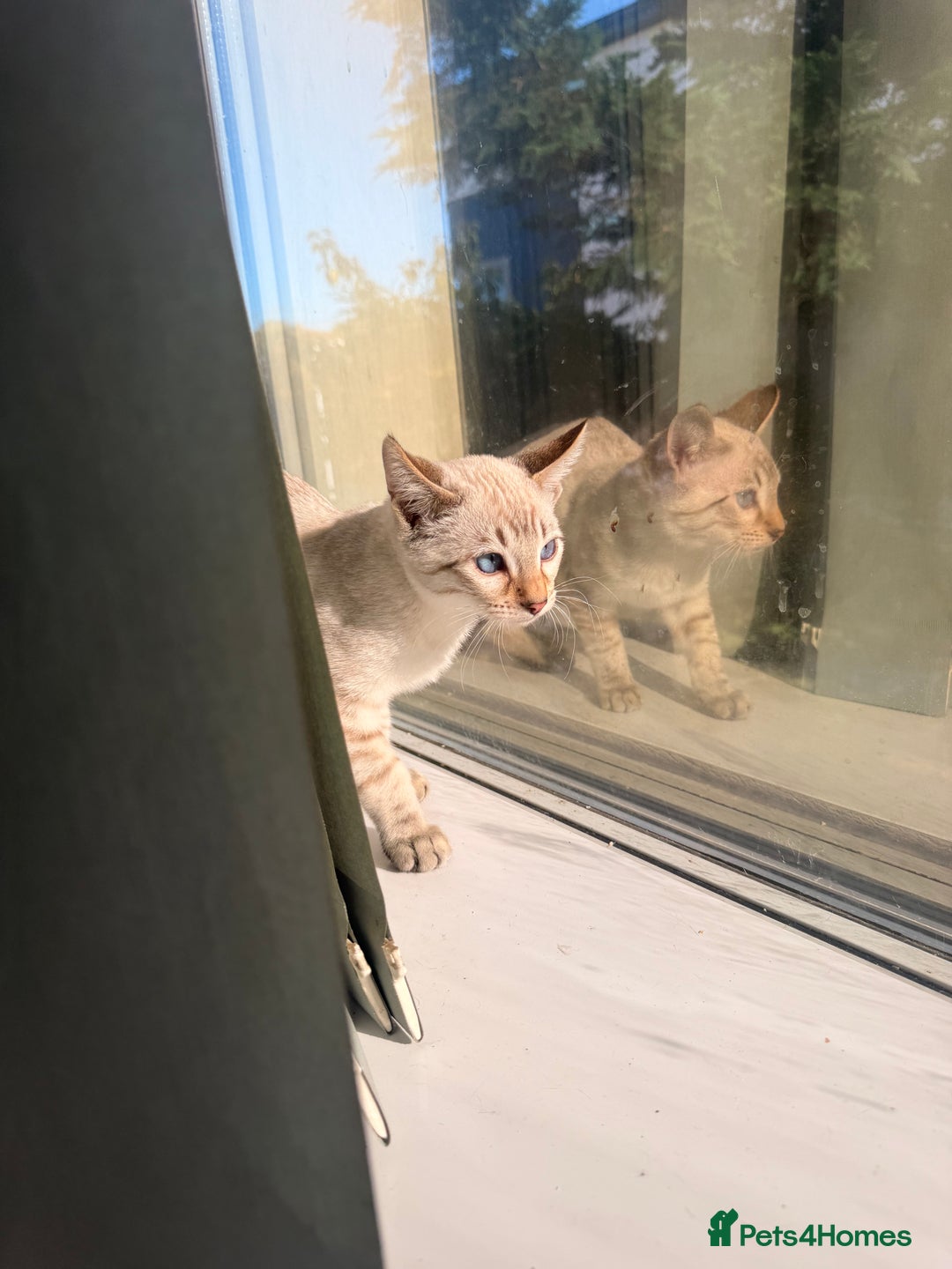 Bengal cats for sale: Blue Eyed Snow Lynx Kittens  - Image 2