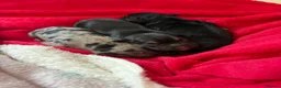 Mixed Breed dogs for sale: 3 gorgeous little babies looking for forever sofas - Advert 28