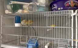Canaries birds for sale: Yellow Diamorphic Canaries  - Image 7