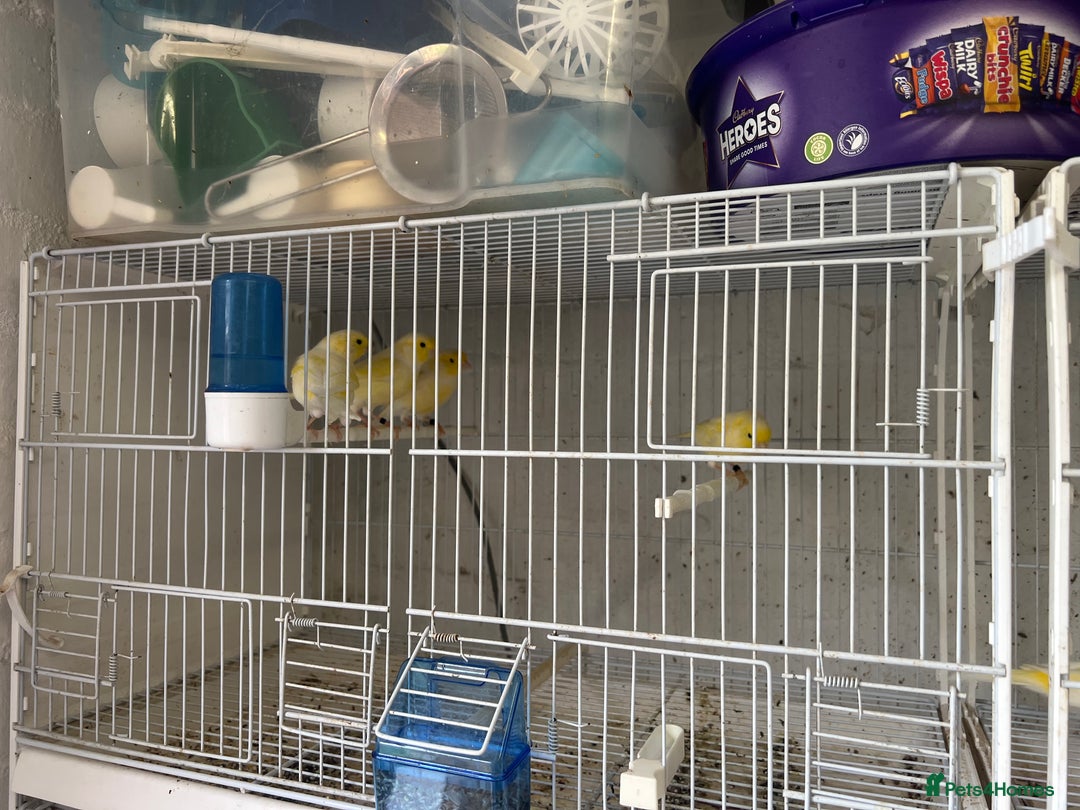 Canaries birds for sale: Yellow Diamorphic Canaries  - Image 7