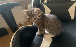 Mixed Breed cats for sale: Five Gorgeous Kittens available now ! - Image 30