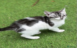 Mixed Breed cats for sale: Adorable Bengal Cross Kittens!! - Image 6