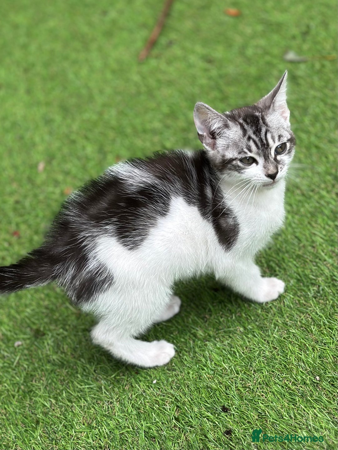 Mixed Breed cats for sale: Adorable Bengal Cross Kittens!! - Image 6