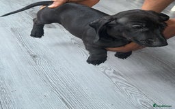 Miniature Dachshund dogs for sale: Last girl ready to go. Beautiful mini dachshund. in Coalville - Image 6