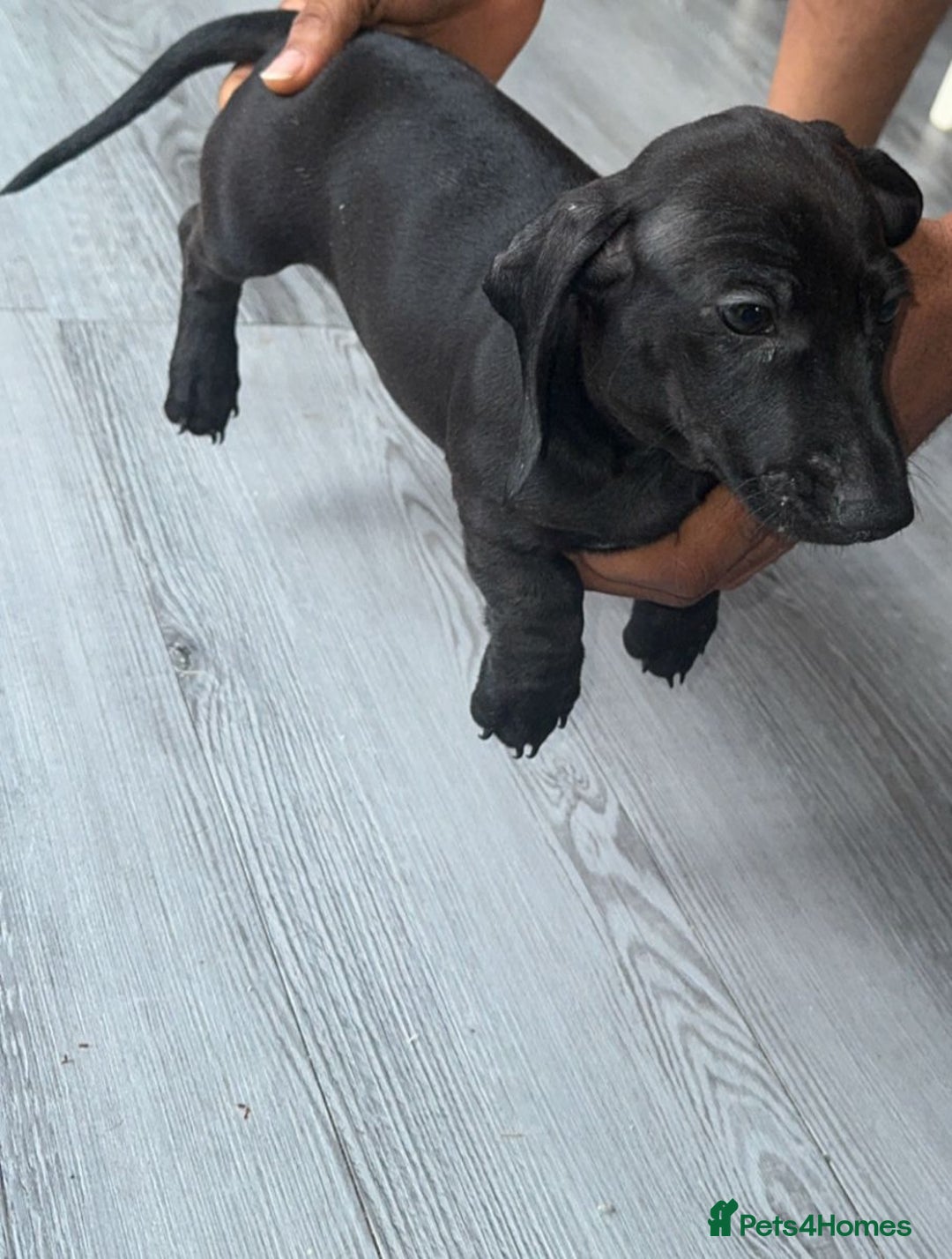 Miniature Dachshund dogs for sale: Last girl ready to go. Beautiful mini dachshund. in Coalville - Image 6
