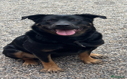 Mixed Breed dogs for sale: Shepweiler puppies READY TO RESERVE! - Image 23