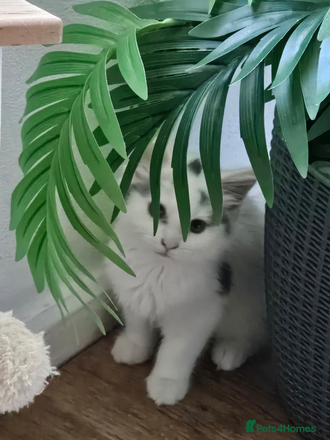Ragdoll cats for sale: Mixed tabby ragdoll - Image 4