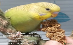 Budgerigars birds for sale: Superb home bred beautifully coloured baby budgies - Image 13