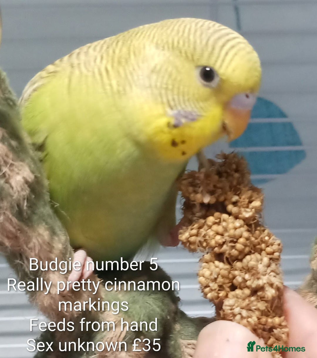 Budgerigars birds for sale: Superb home bred beautifully coloured baby budgies - Image 13