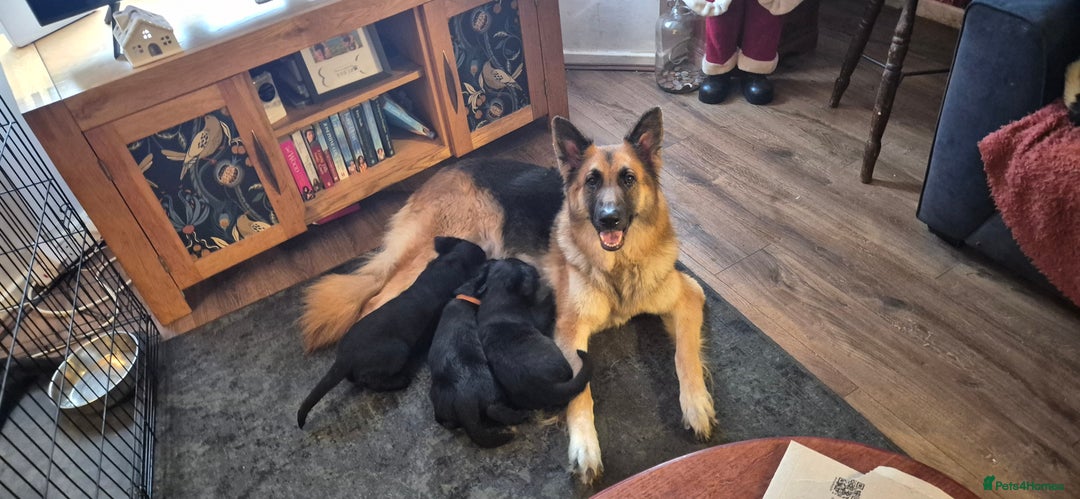 Mixed Breed dogs for sale: Beautiful sheprador puppies  - Advert 1