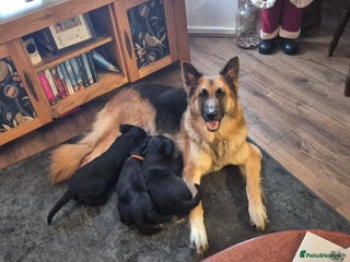 Mixed Breed dogs Beautiful sheprador puppies - Advert 18