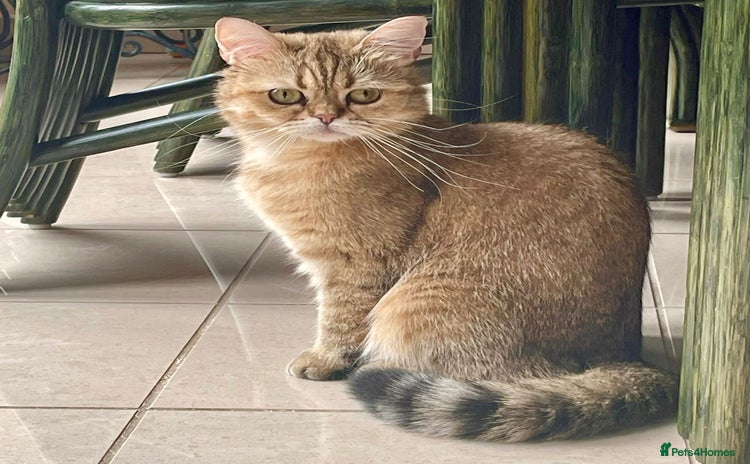 British Shorthair cats - Advert 1