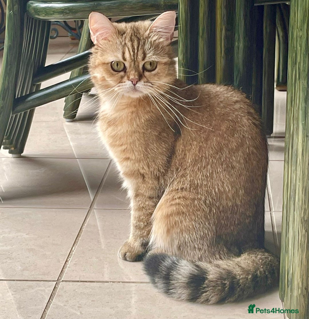 British Shorthair cats for sale: Golden tipped British shorthair  - Image 1