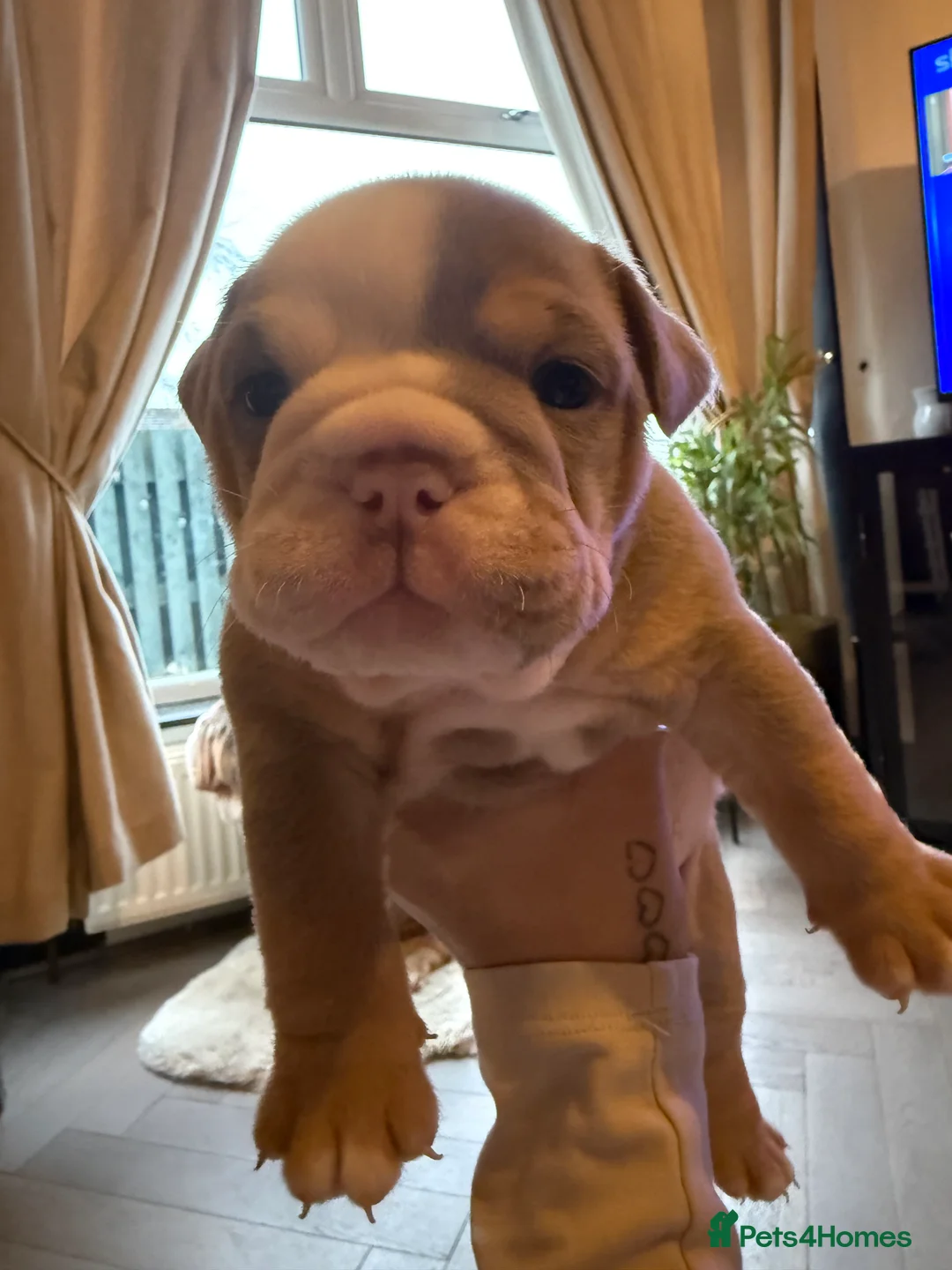 English Bulldog dogs for sale: Brown tan bull dogs  - Advert 4
