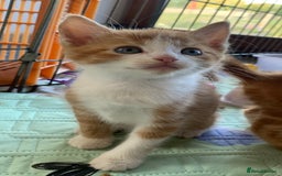 Mixed Breed cats for sale: Gorgeous Kittens Looking for New Homes  - Image 7