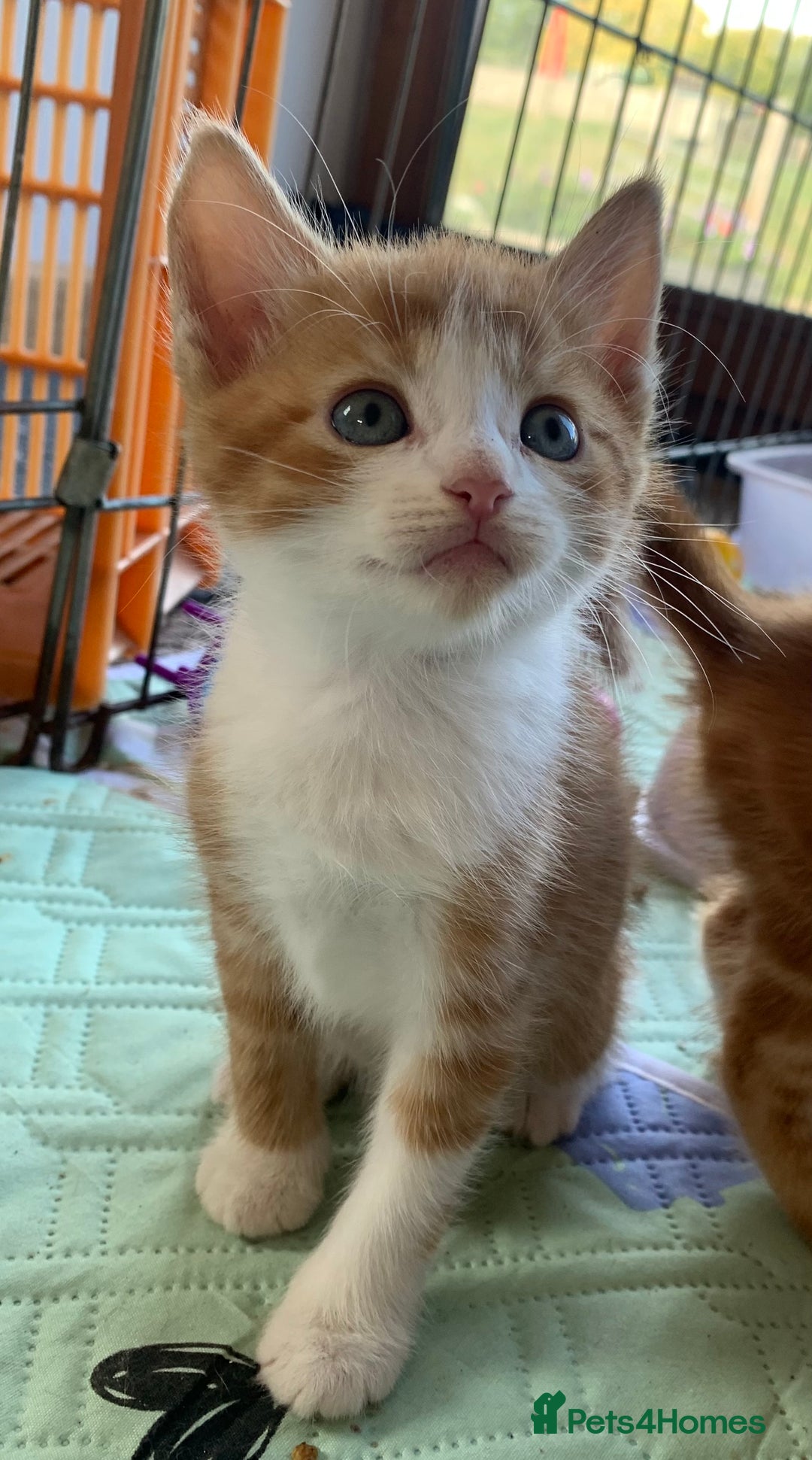 Mixed Breed cats for sale: Gorgeous Kittens Looking for New Homes  - Image 7