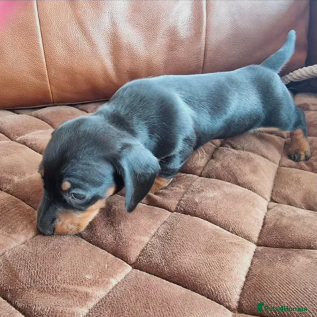 Miniature Dachshund dogs for sale: Miniature Dachshund Puppies - Advert 5