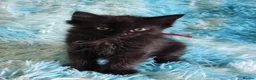 Mixed Breed cats for sale: Beautiful Long Hair Blue-Eyed Kittens  - Advert 10