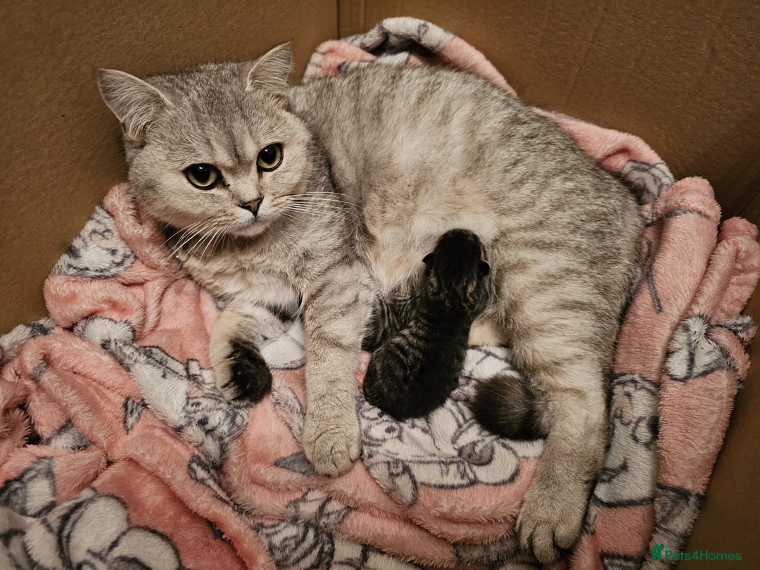 British Shorthair cats for sale: Norwegian forest cat x - Image 23