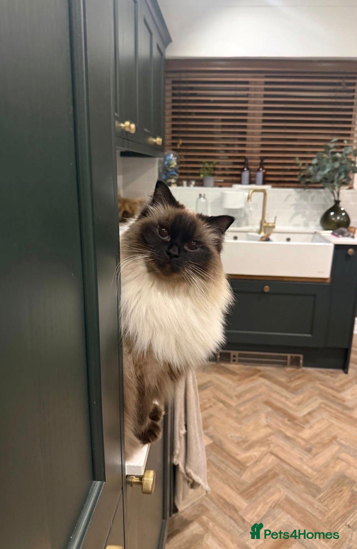 Ragdoll cats Bonded Ragdoll Pair Looking for Exceptional Home - Advert 16
