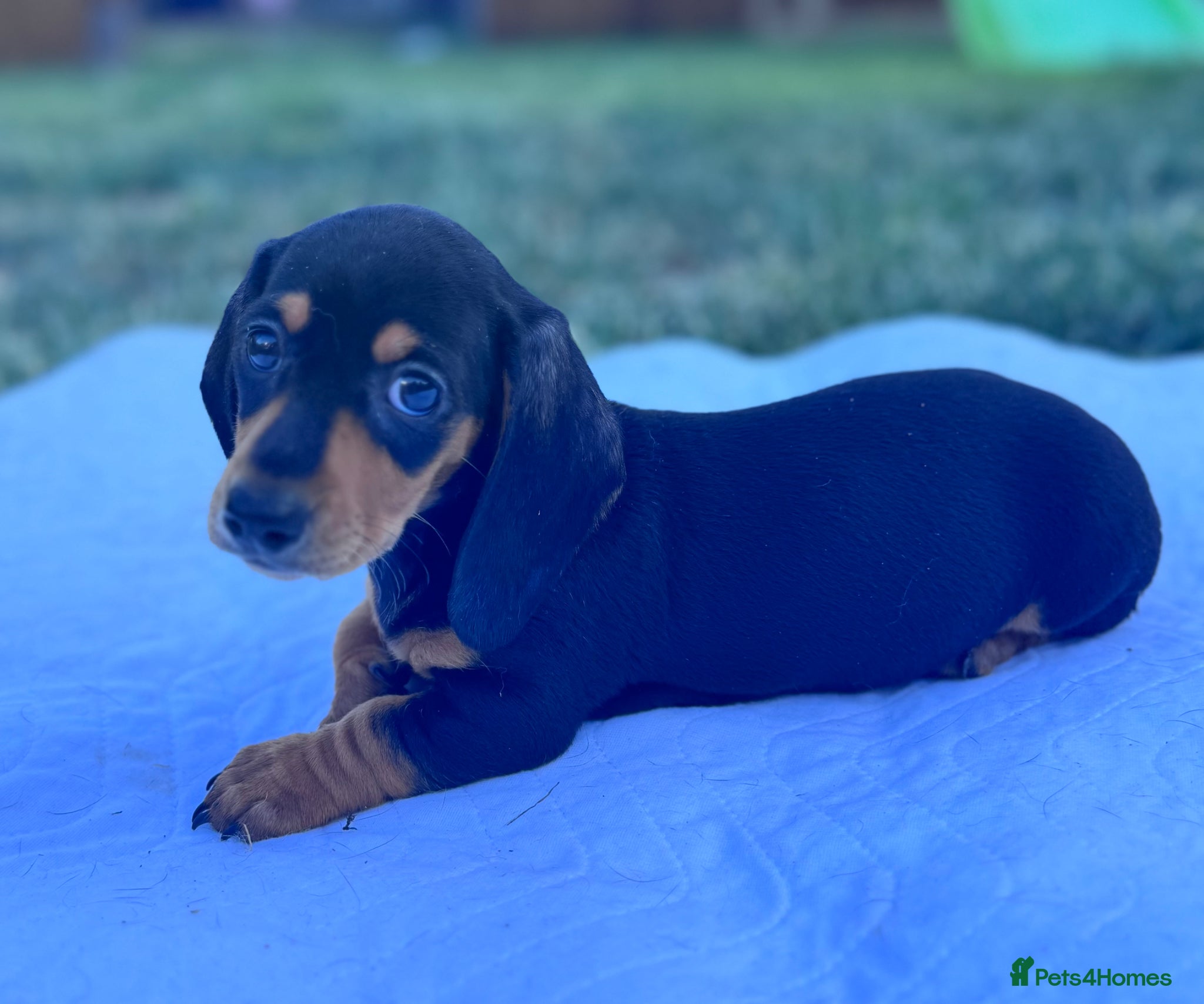 Miniature Dachshund dogs for sale: Adorable mini smoothe dachshund puppies - Advert 4