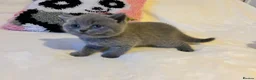 British Shorthair cats for sale: 🐾 Beautiful British Shorthair Kittens 🐾 in Huddersfield - Advert 10