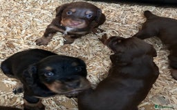 Cocker Spaniel dogs for sale: KC Reg Docked Working Cocker Spaniel puppies - Image 5
