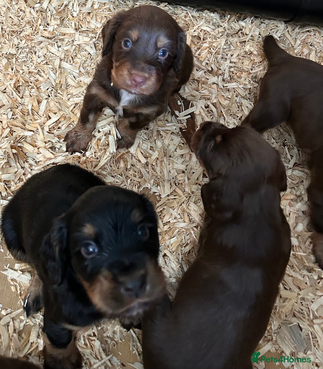 Cocker Spaniel dogs for sale: KC Reg Docked Working Cocker Spaniel puppies - Image 5