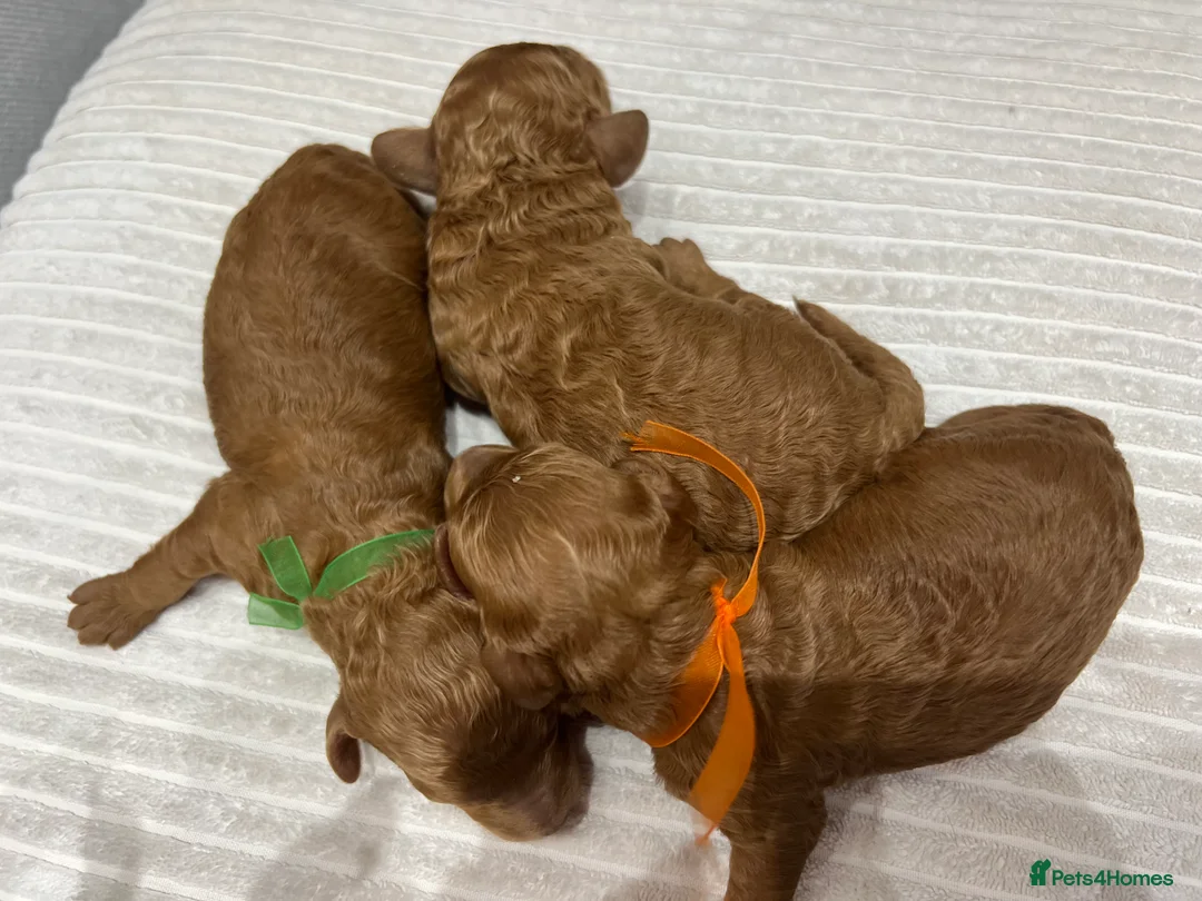 Miniature Poodle dogs for stud: Miniature red poodle stud  in Maidstone - Advert 13