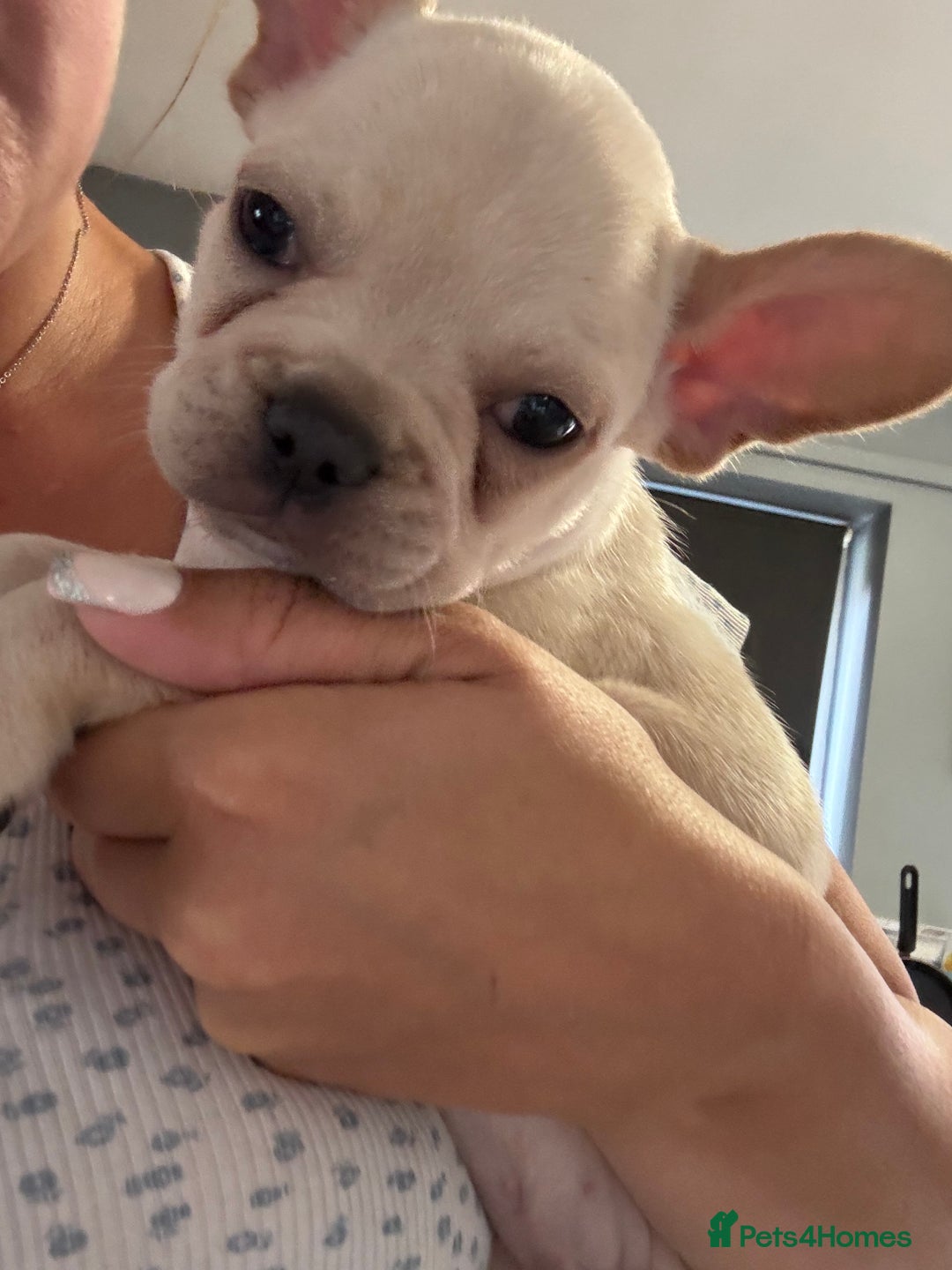 French Bulldog dogs for sale: White French bulldogs puppies  - Image 13