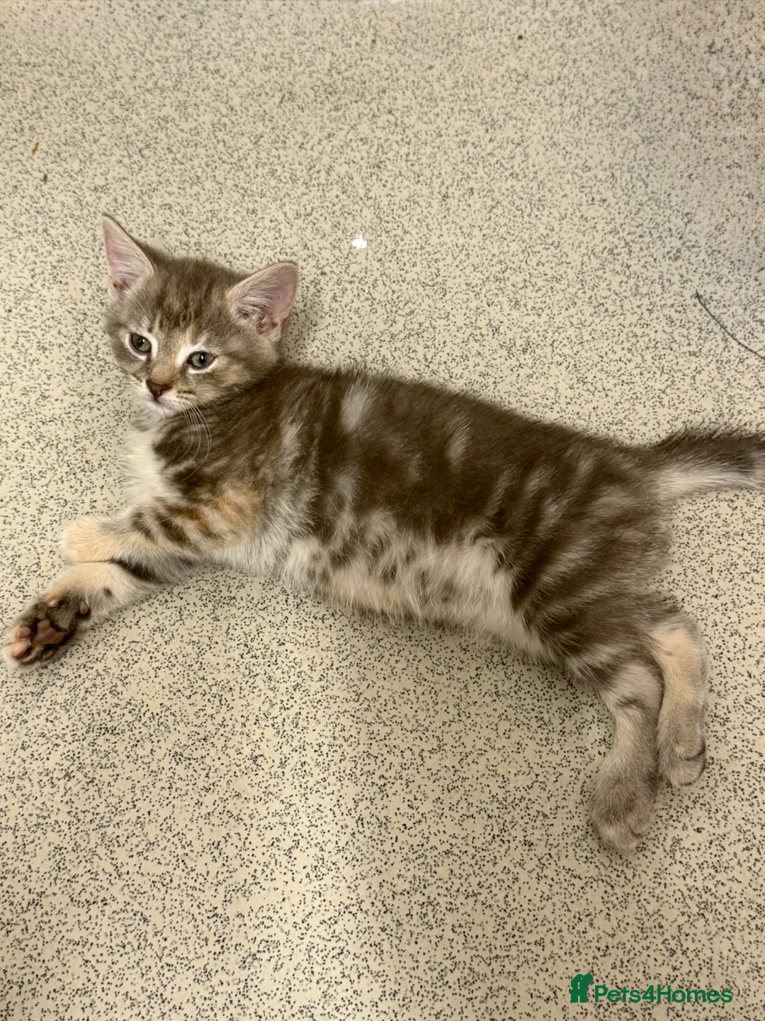 Mixed Breed cats for sale: Beautiful Grey Kittens  - Advert 2