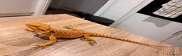 Bearded Dragon reptiles for sale: 2 female bearded dragons  in Herne Bay - Advert 2