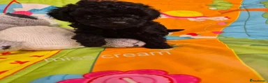 Cavapoo 5