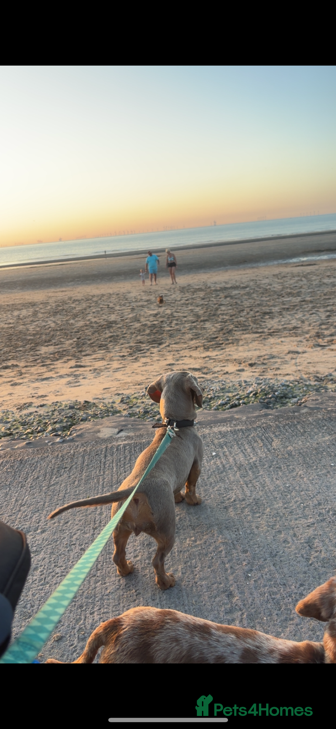 Miniature Dachshund dogs for sale: Miniature dachshund  - Image 16