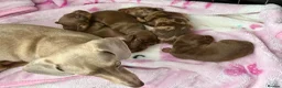 Miniature Dachshund dogs for sale: True miniature dachshunds - Advert 22