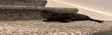 American Shorthair 4