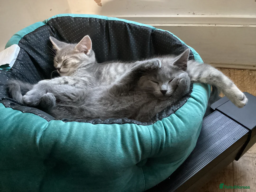 Ragdoll cats for sale: British short hair & ragdoll x - Advert 2