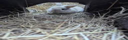 Mixed Breed rabbits for sale: Standard Rex x Californian Rabbits in Peterhead - Advert 13