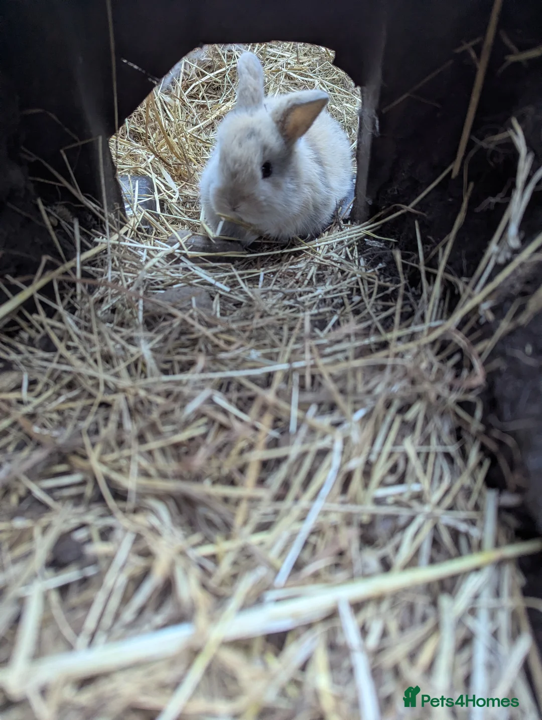 Mixed Breed rabbits for sale: Standard Rex x Californian Rabbits in Peterhead - Advert 13