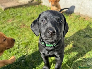 Labrador Retriever dogs Ready Next Week *3 boys left* Labrador Puppies - Advert 2