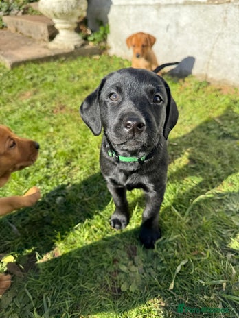 Labrador Retriever dogs Ready Next Week *4 boys left* Labrador Puppies - Advert 1