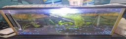 Plecos fish for sale: Fishtanks and fish - Advert 2