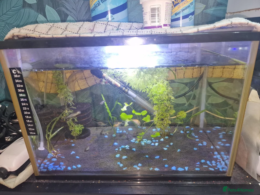 Plecos fish for sale: Fishtanks and fish - Advert 2