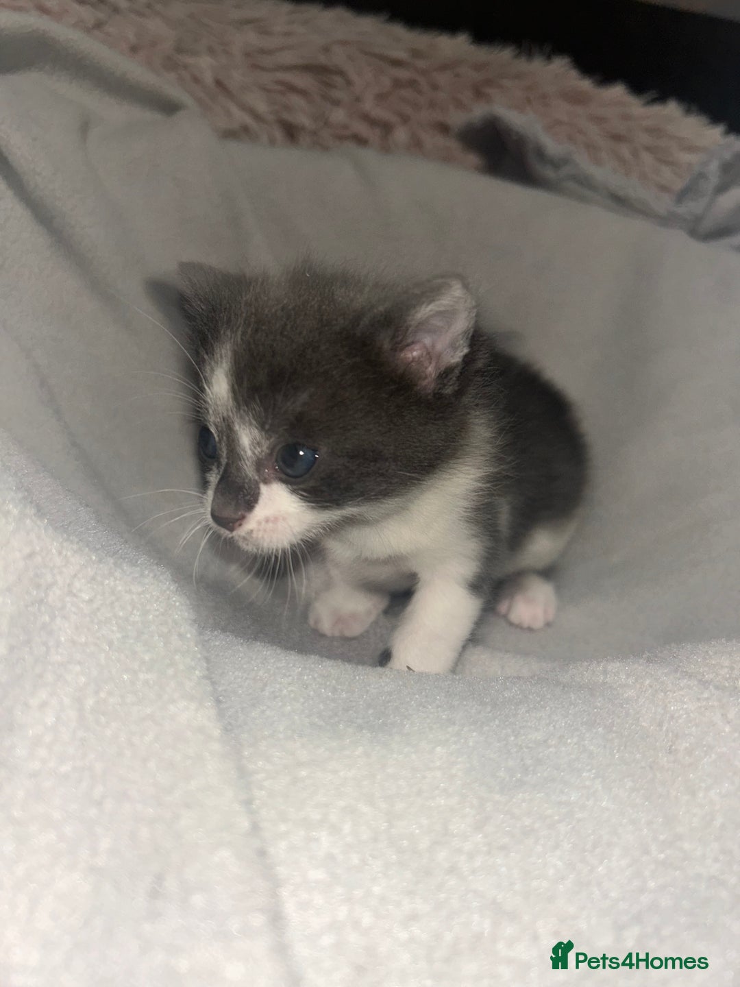 Mixed Breed cats for sale: Beautiful kittens  - Advert 4